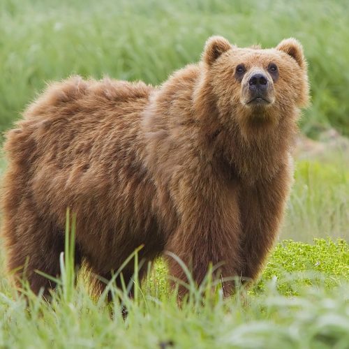 a brown bear in green grass