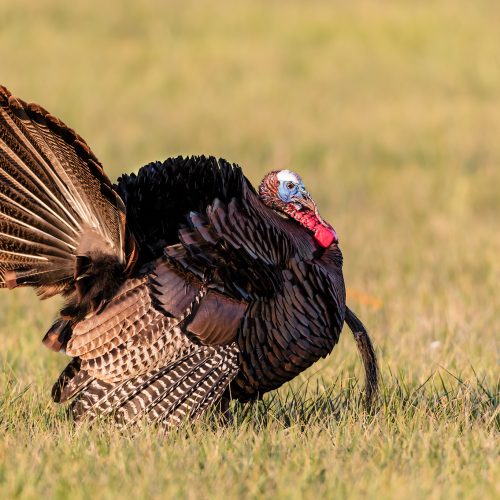 How To Avoid Being A Turkey When Trading